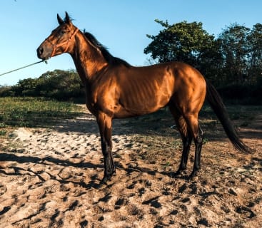 Cavalo alazão em pose lateral na areia