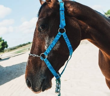 Close da cabeça de um cavalo com cabresto azul