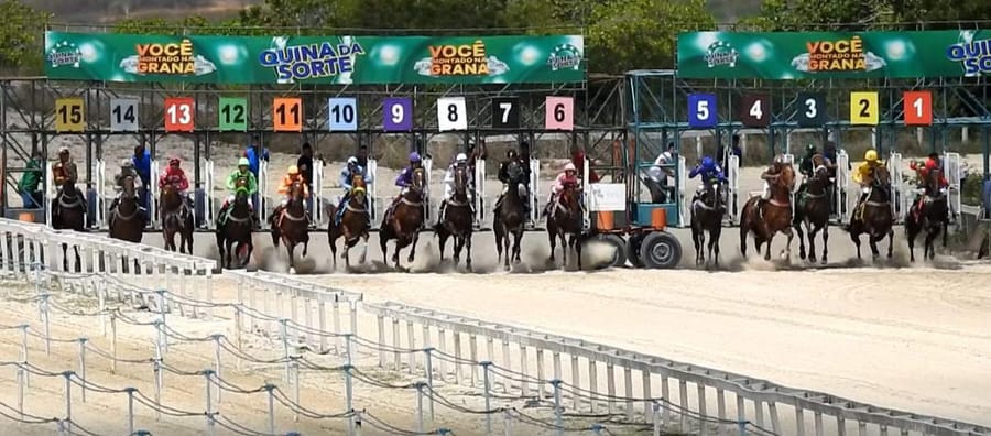Os 15 animais da Quina da Sorte nos boxes de largada da cancha reta